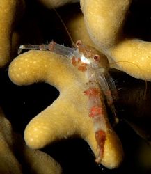Tiny squat lobster taken at Ras Caty on a night dive. by Nikki Van Veelen 